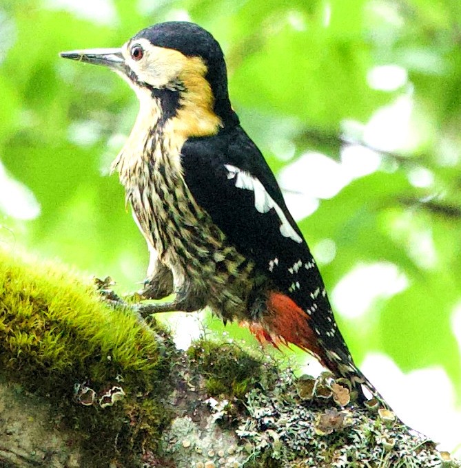 Darjeeling Woodpecker - ML621193142