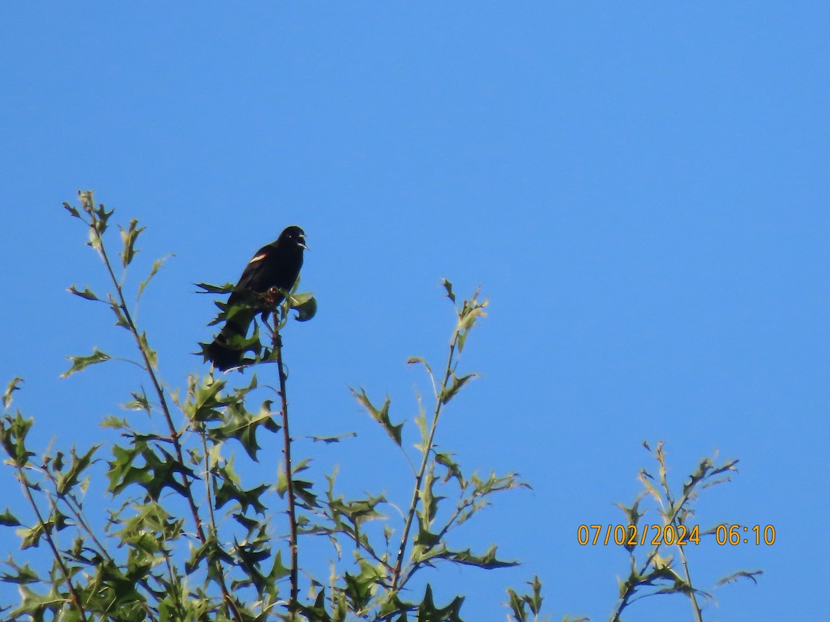 Red-winged Blackbird - ML621193143