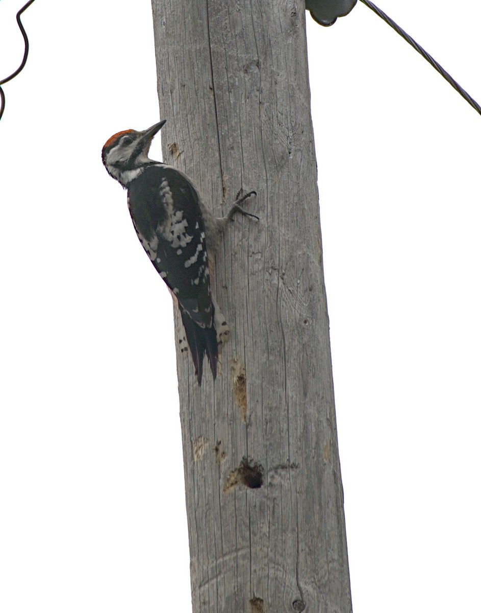 Great Spotted Woodpecker - ML621193152