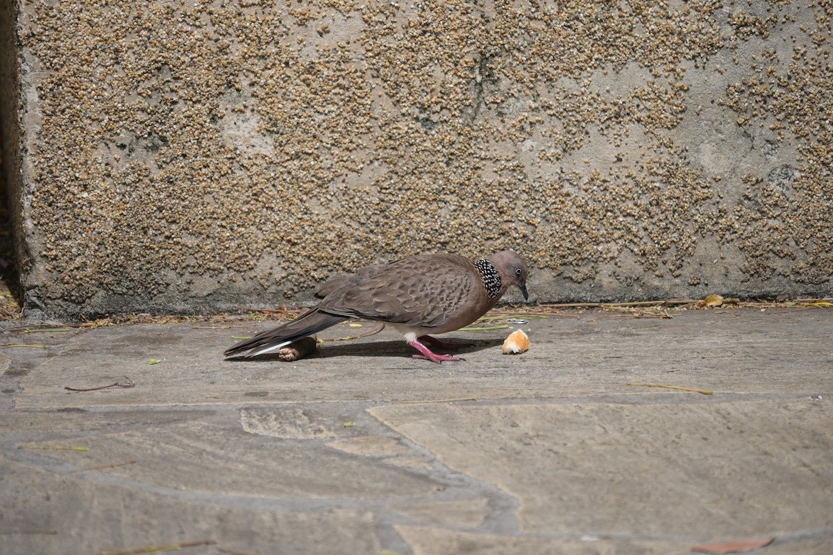 Spotted Dove - ML621193157