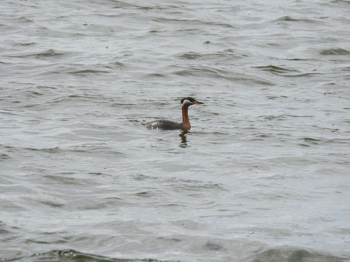 Red-necked Grebe - ML621193181