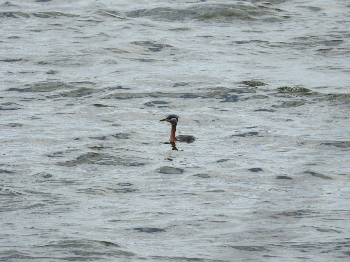 Red-necked Grebe - ML621193182