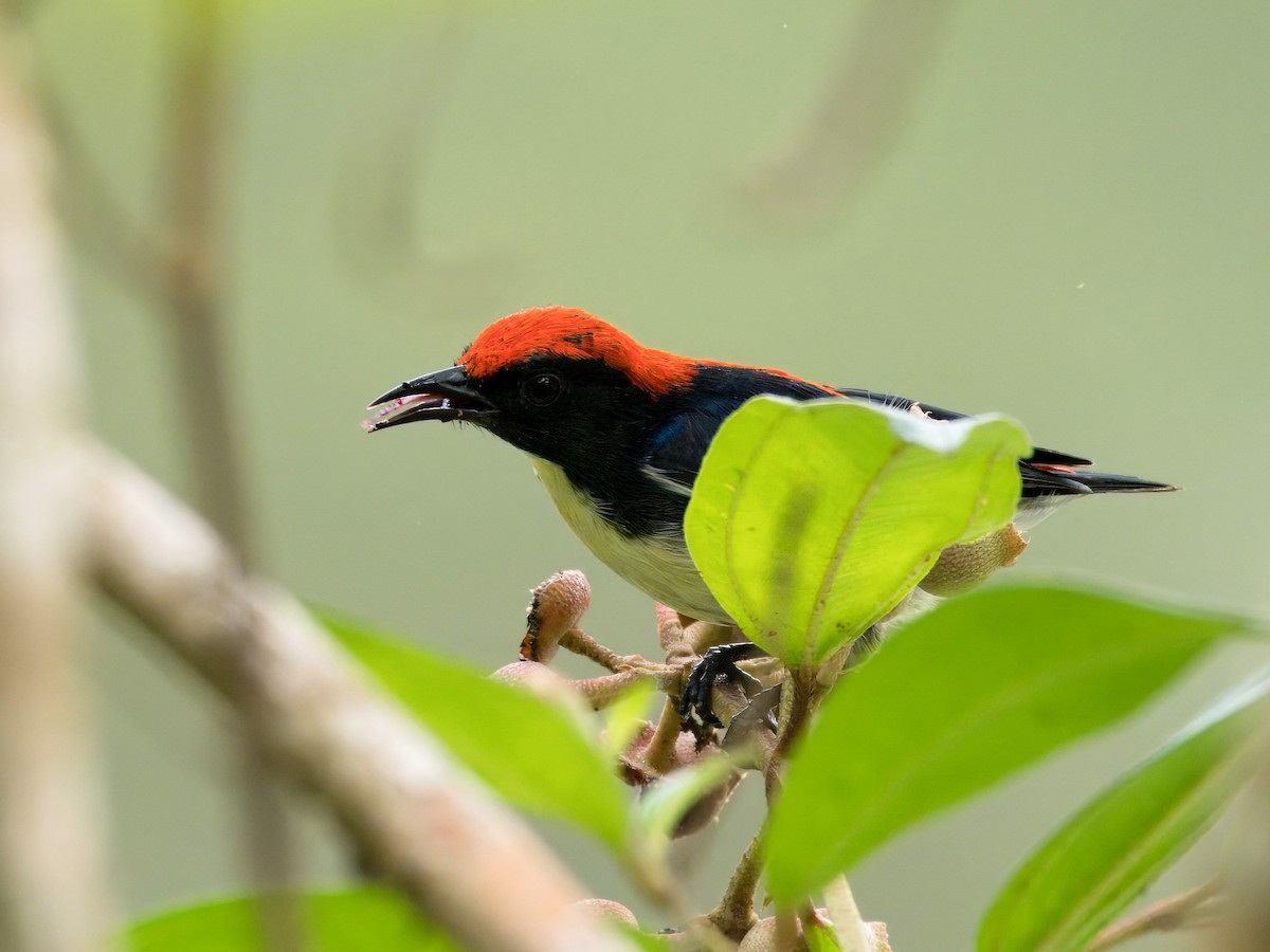Scarlet-backed Flowerpecker - ML621193222