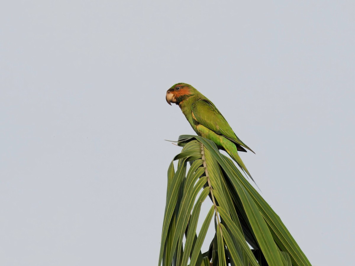 Uzun Kuyruklu Yeşil Papağan - ML621193228