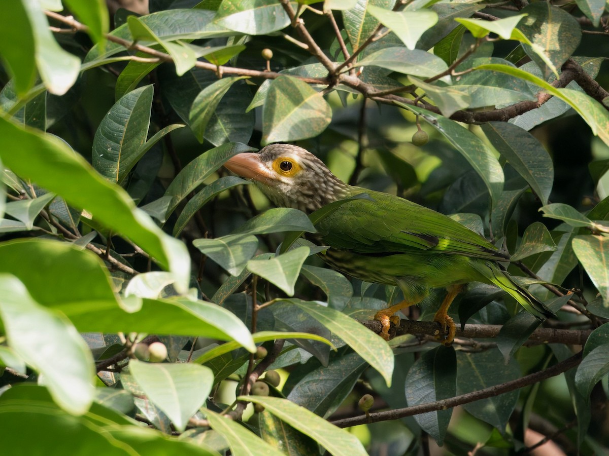 Lineated Barbet - ML621193230