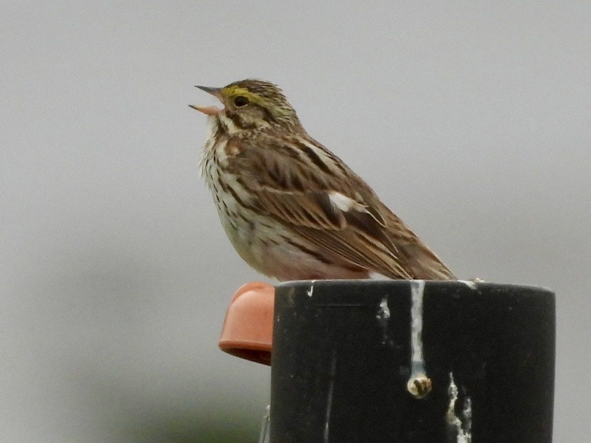 Savannah Sparrow - ML621193253