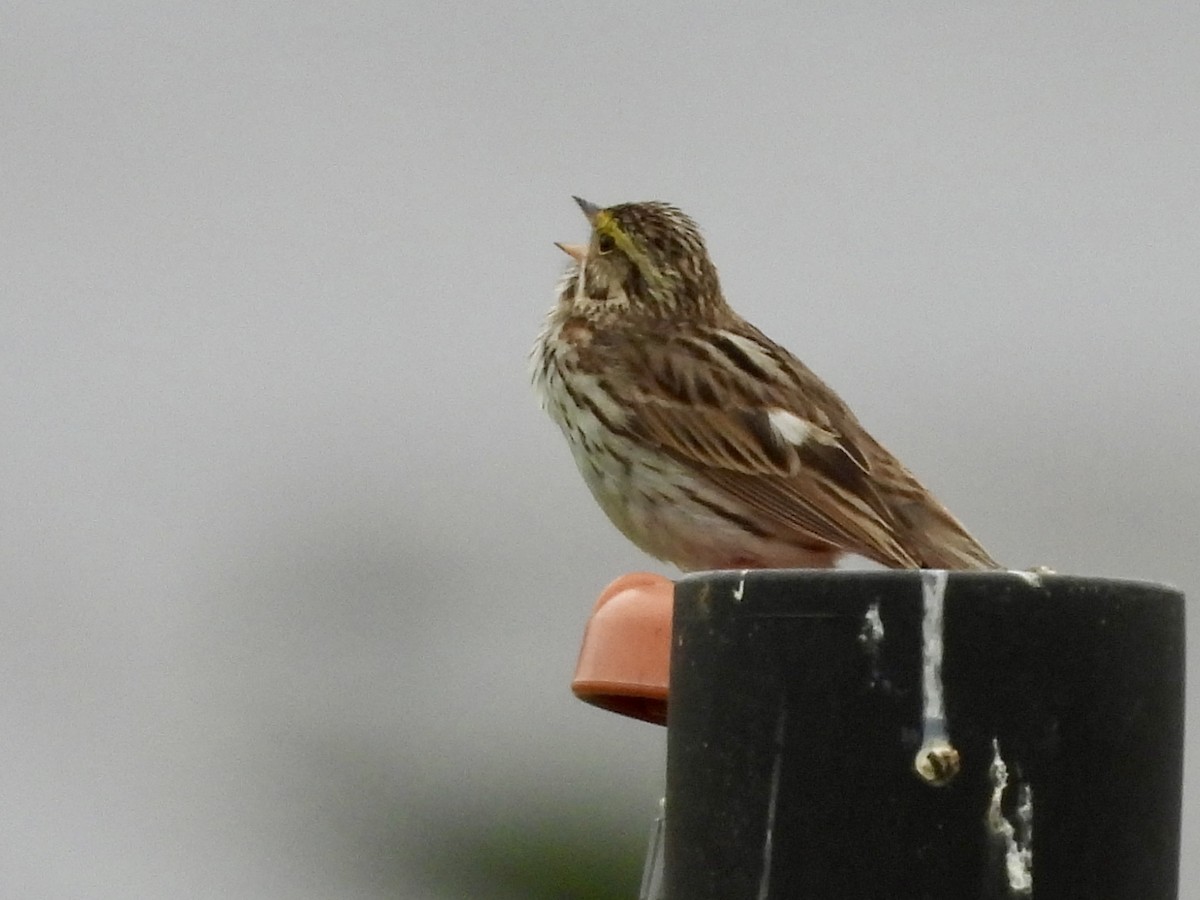 Savannah Sparrow - ML621193254