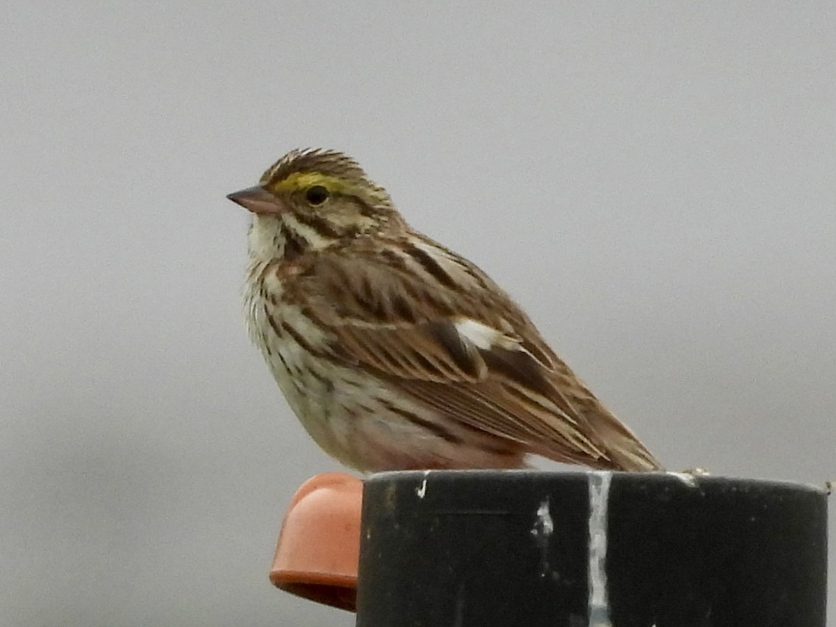 Savannah Sparrow - ML621193255