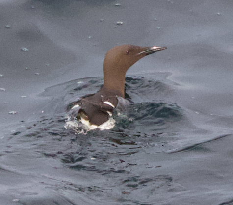 Thick-billed Murre - ML621193257