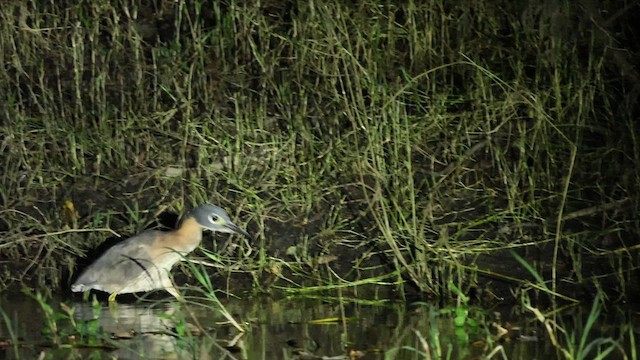 White-backed Night Heron - ML621193265