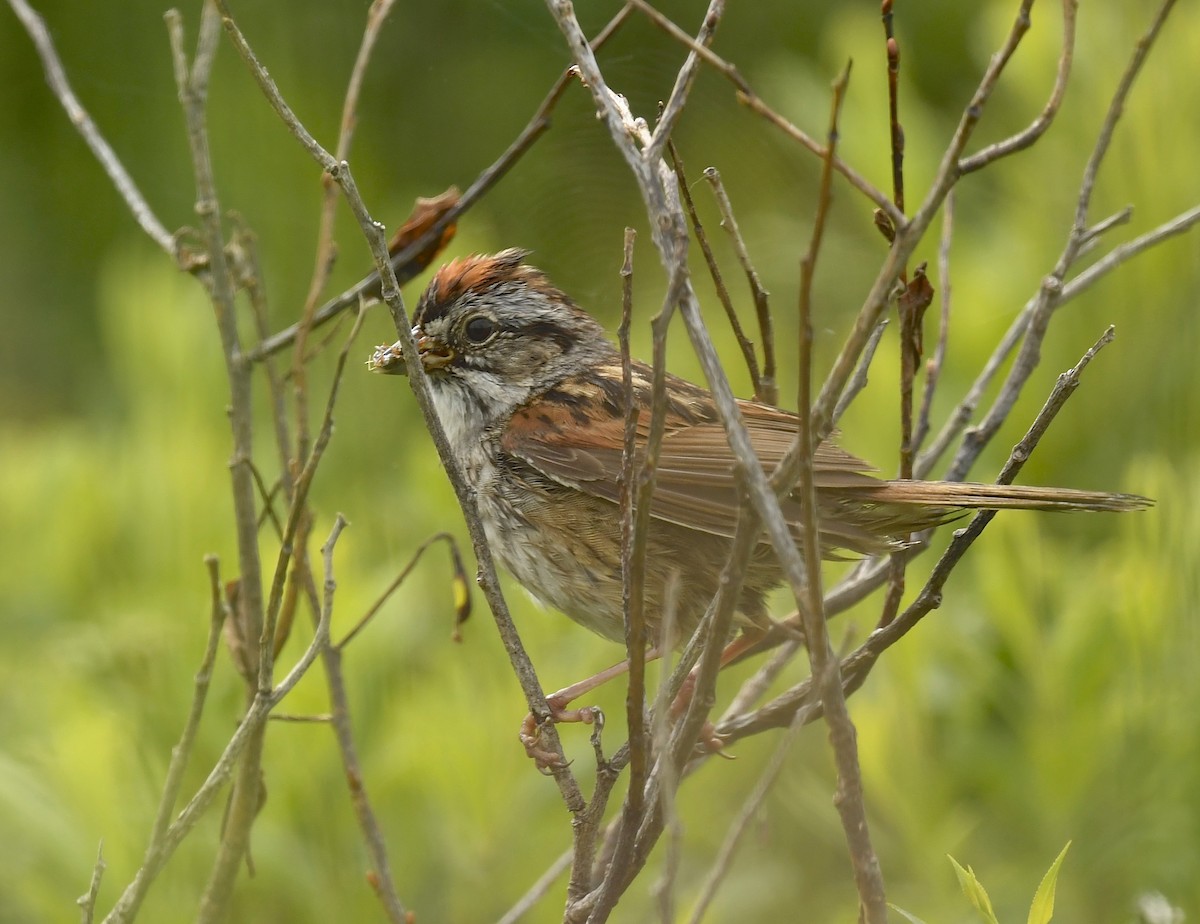 Swamp Sparrow - ML621193309