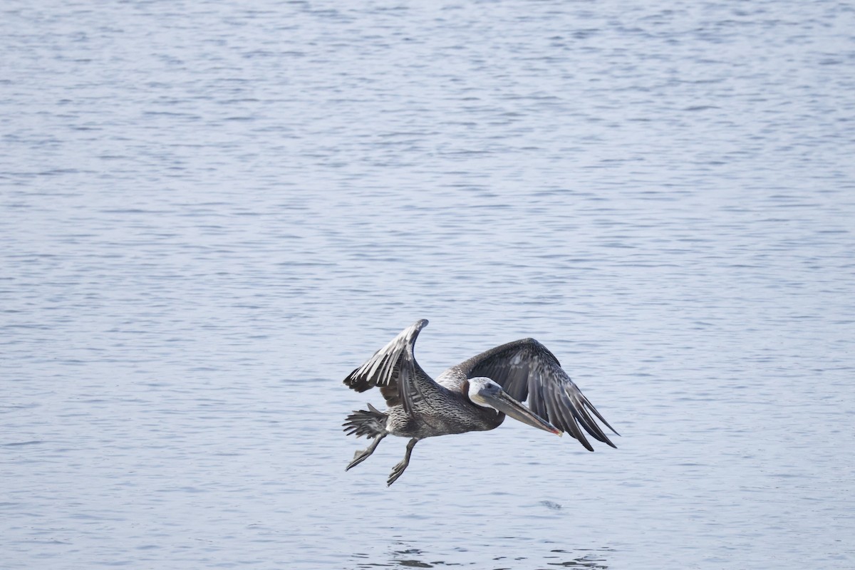 pelikán hnědý - ML621193312