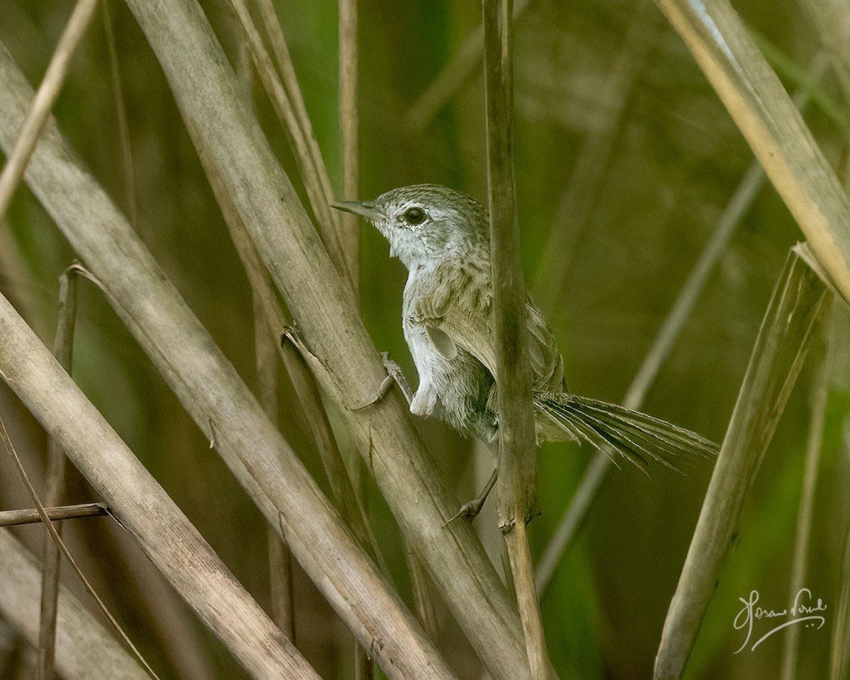 Swamp Grass Babbler - ML621193349