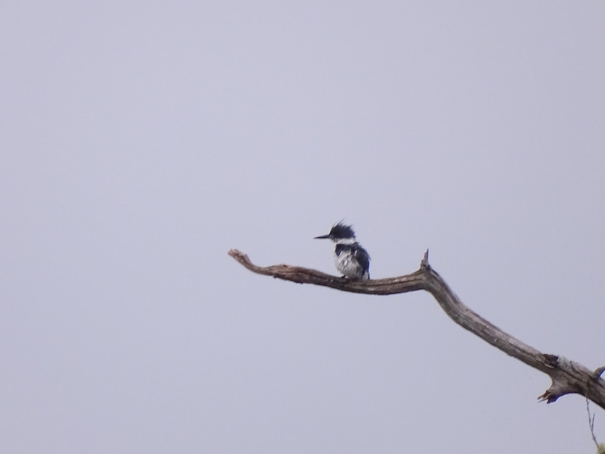 Belted Kingfisher - ML621193383