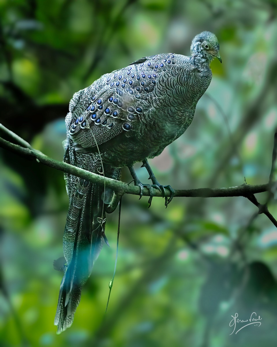 Gray Peacock-Pheasant - ML621193384