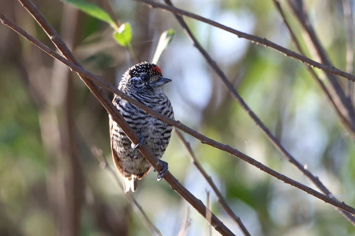White-barred Piculet (White-barred) - ML621193395