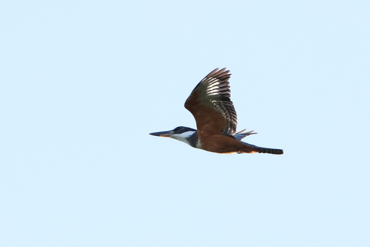 Ringed Kingfisher (Northern) - ML621193430