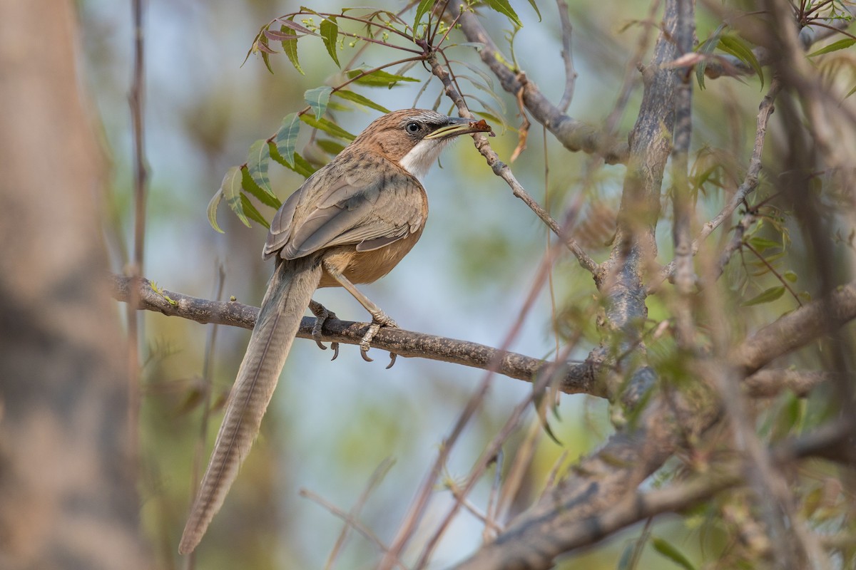 White-throated Babbler - ML621193449