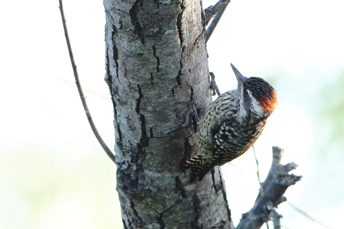 Checkered Woodpecker - ML621193473