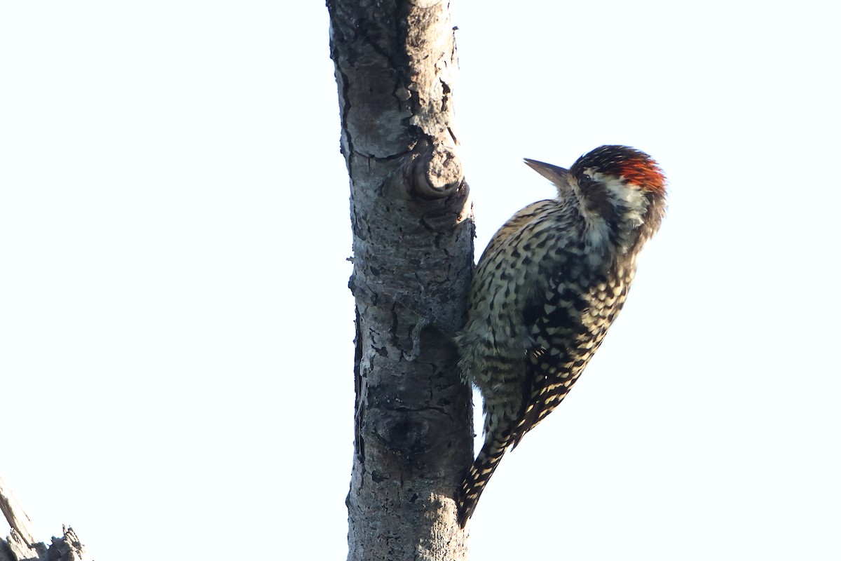 Checkered Woodpecker - ML621193474