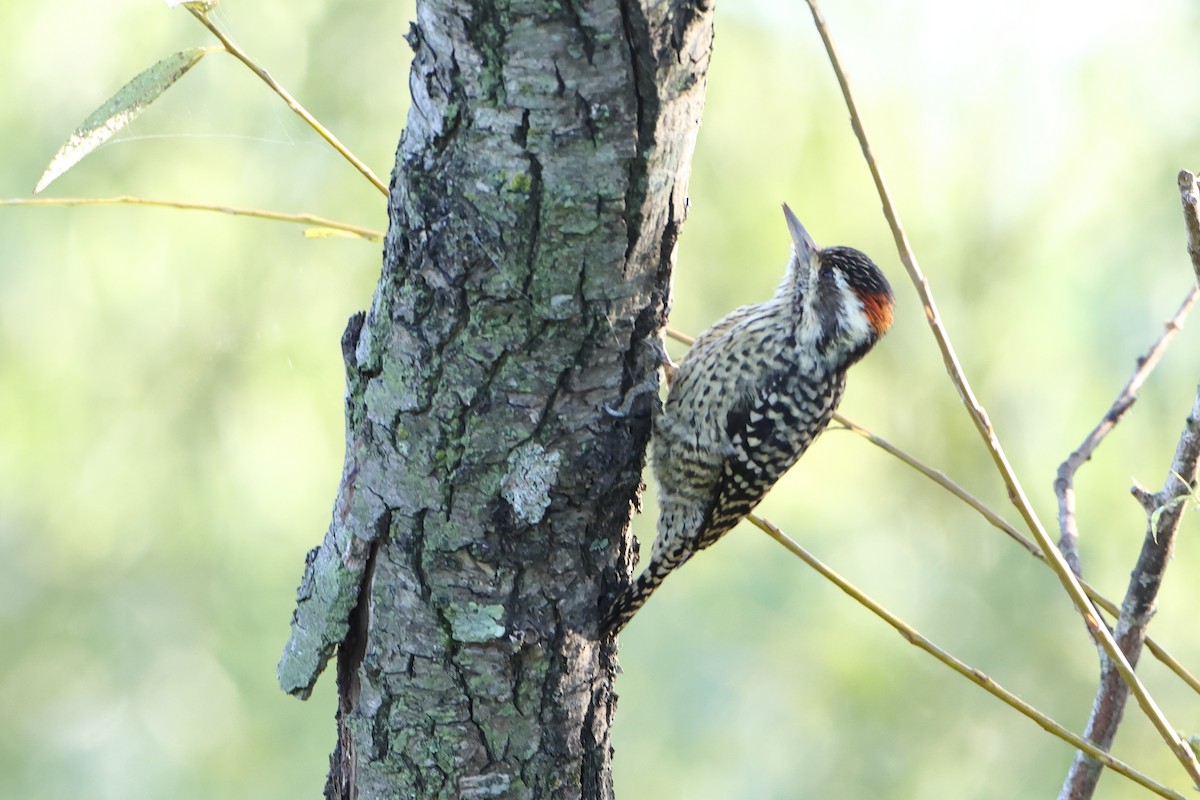 Checkered Woodpecker - ML621193476