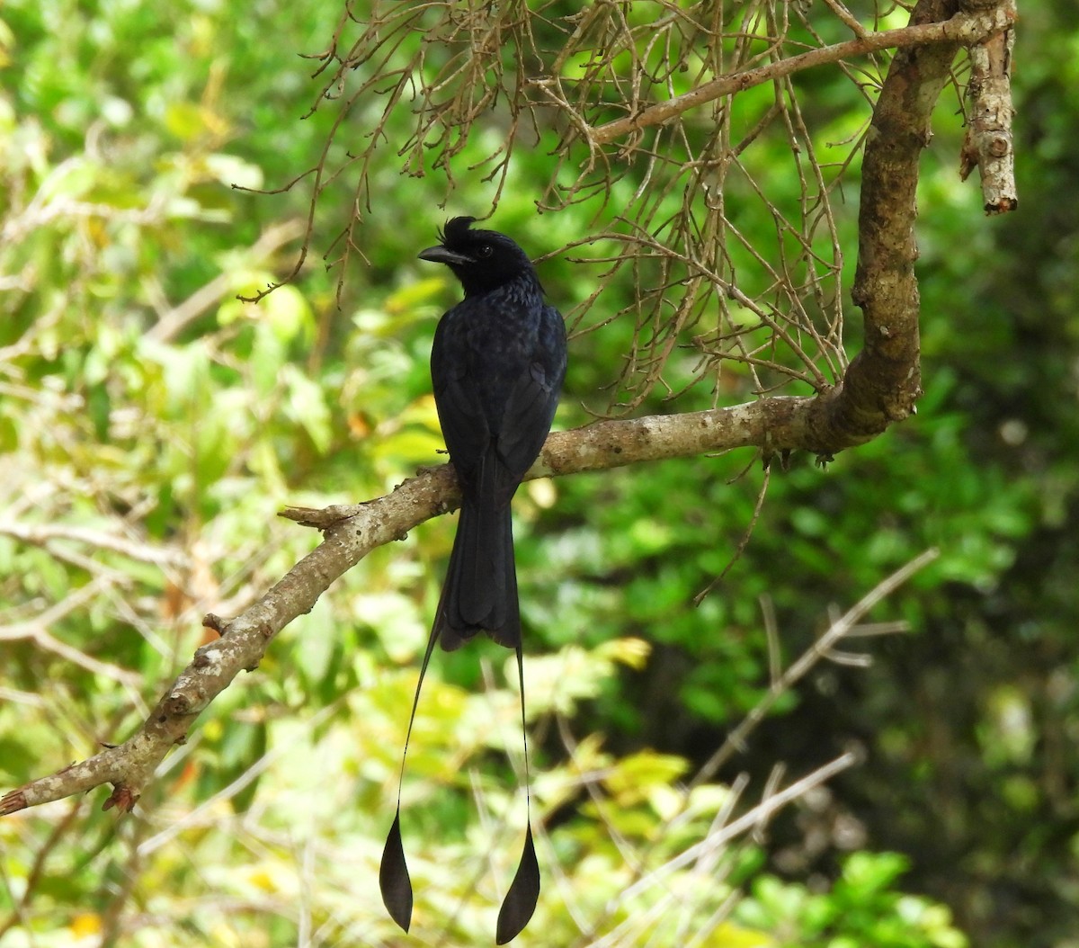 Greater Racket-tailed Drongo - ML621193494