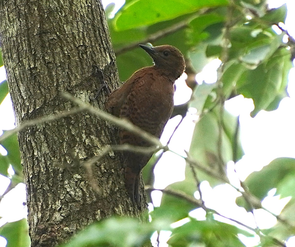 Rufous Woodpecker - ML621193496