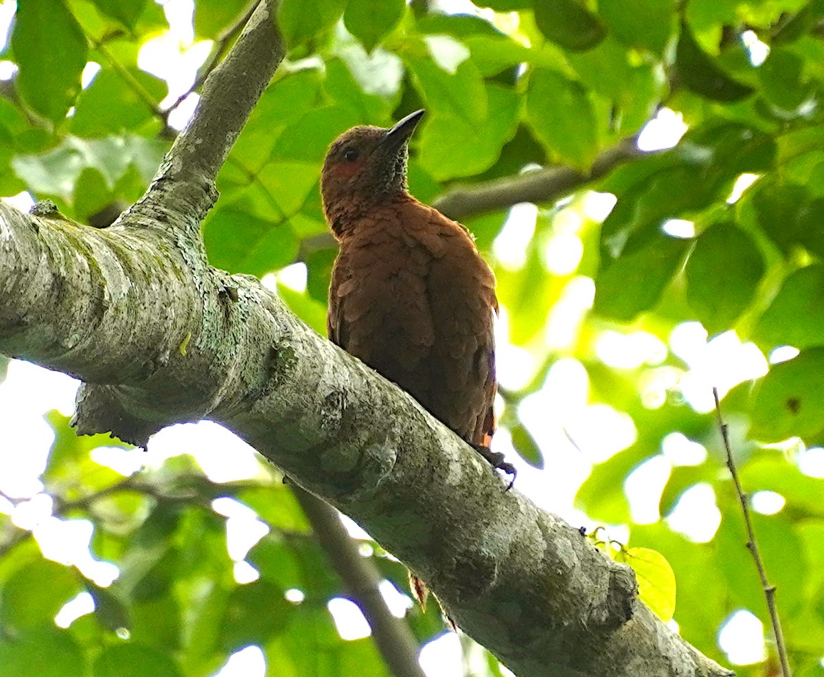 Rufous Woodpecker - ML621193497