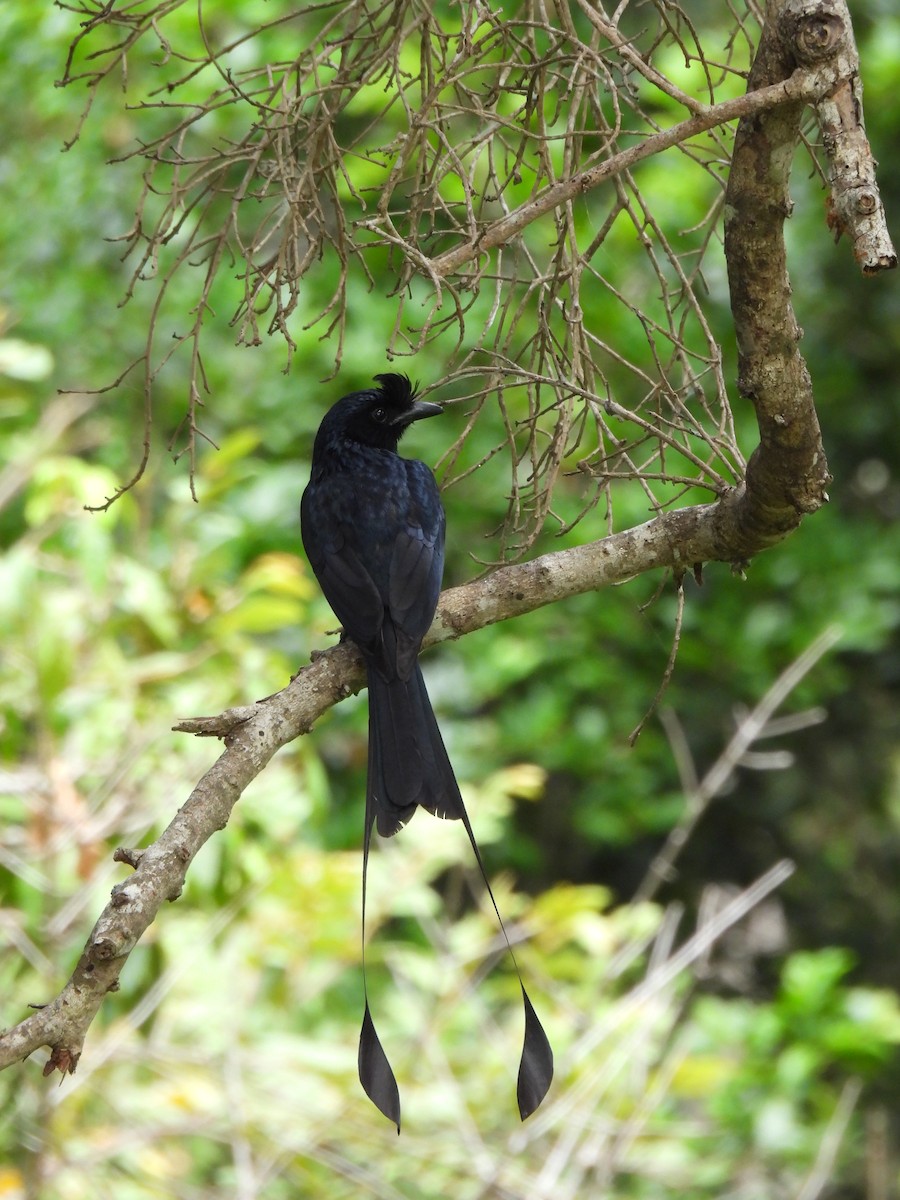 Greater Racket-tailed Drongo - ML621193508