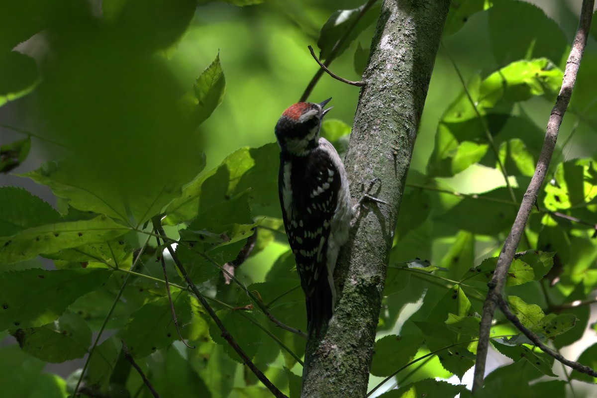 Downy Woodpecker - ML621193534