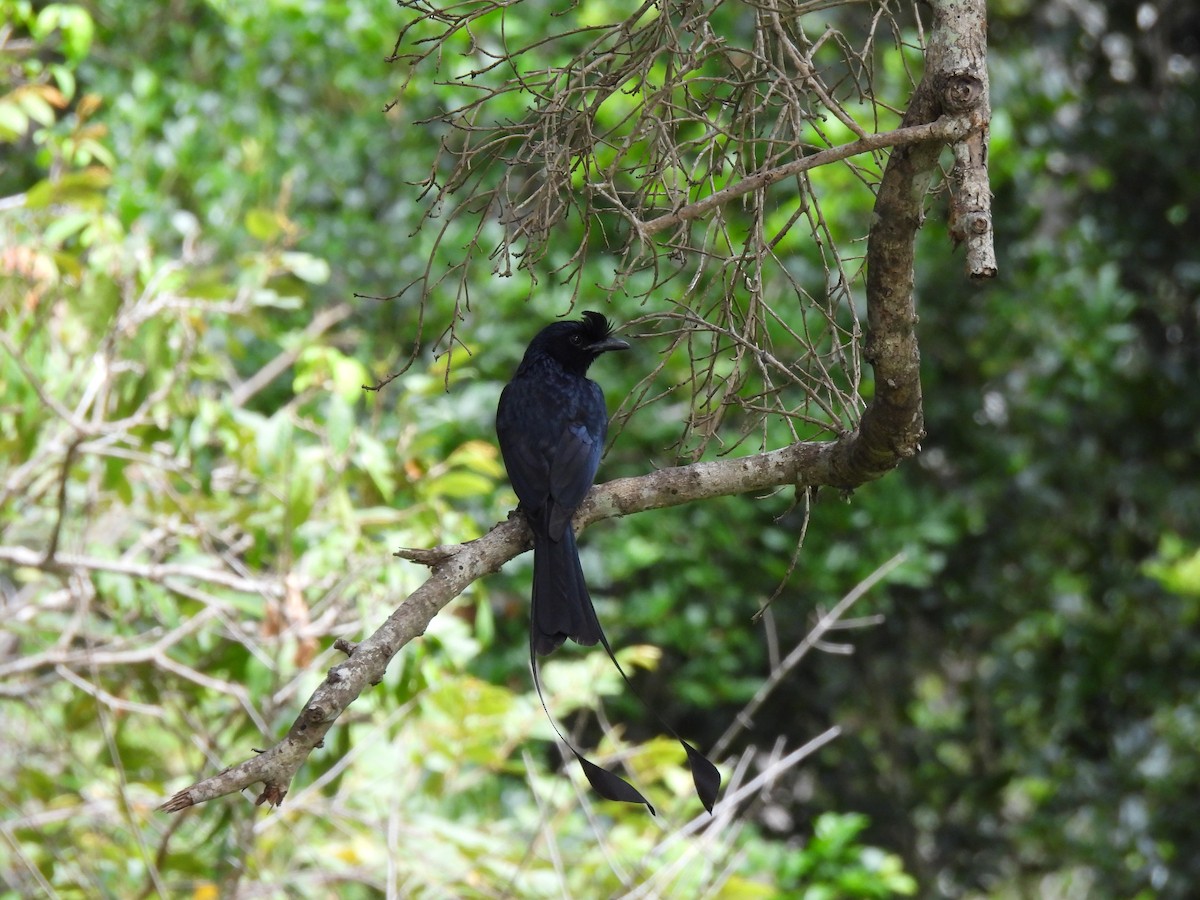 Greater Racket-tailed Drongo - ML621193538