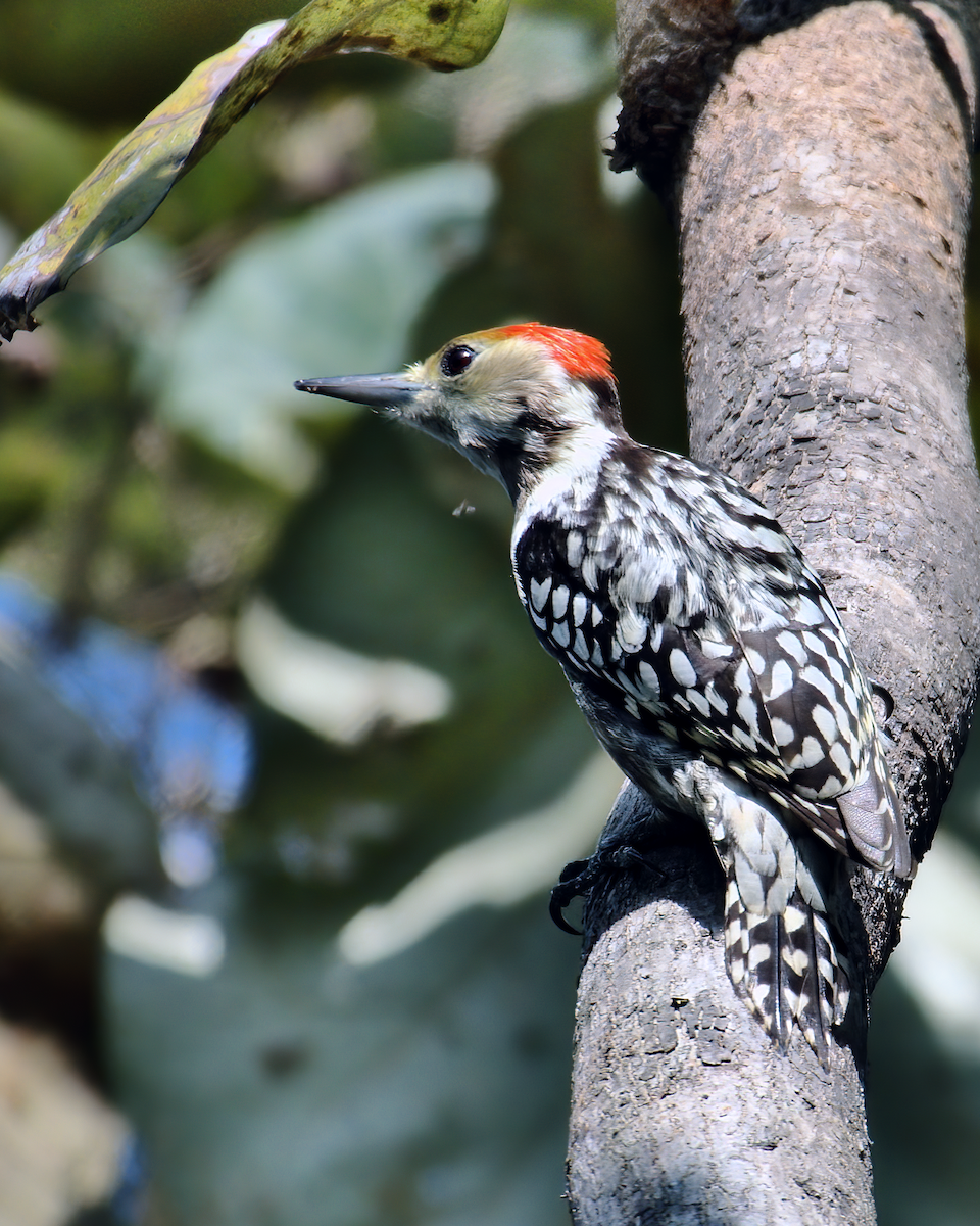 Yellow-crowned Woodpecker - ML621193557