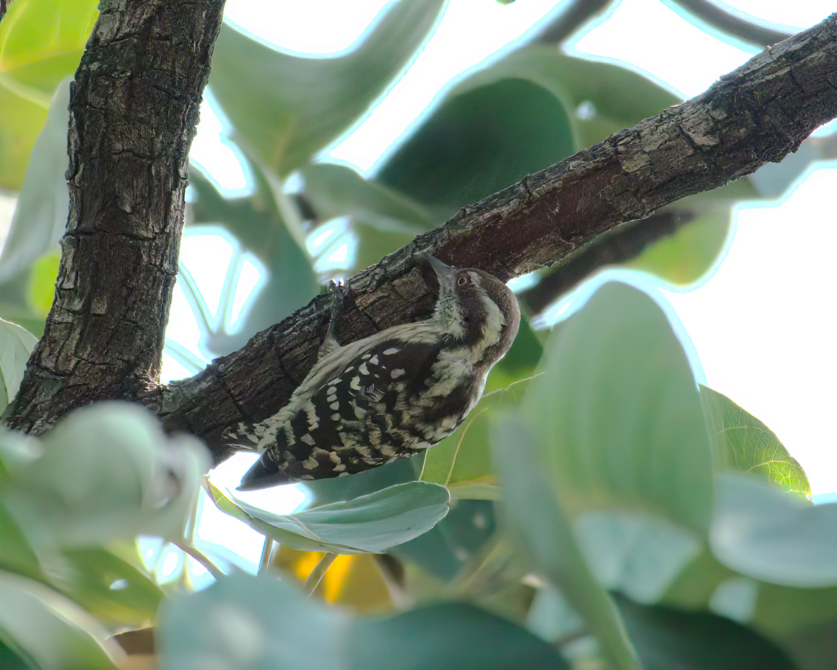 Brown-capped Pygmy Woodpecker - ML621193558