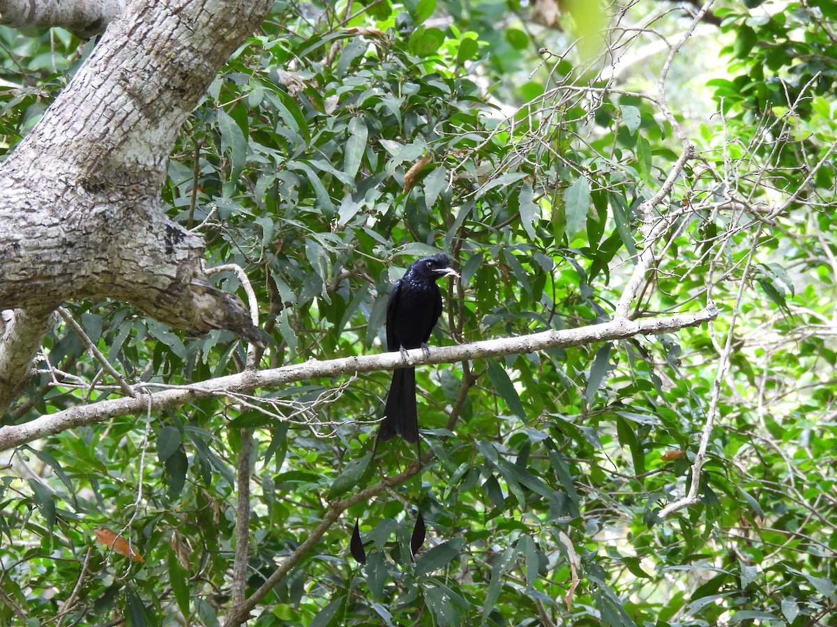 Greater Racket-tailed Drongo - ML621193562