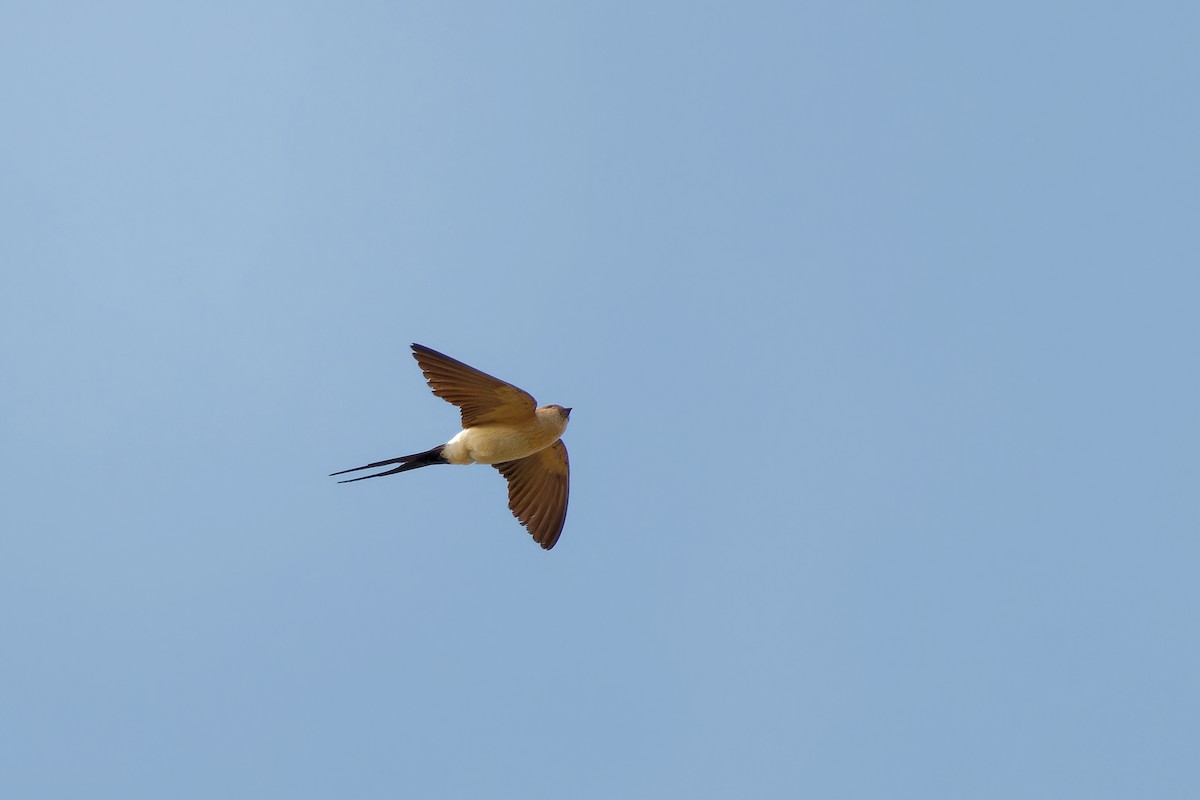 Red-rumped Swallow (Red-rumped) - ML621193565