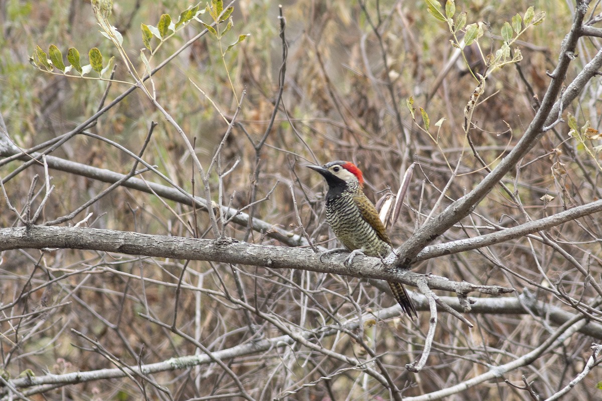 Black-necked Woodpecker - ML621193584