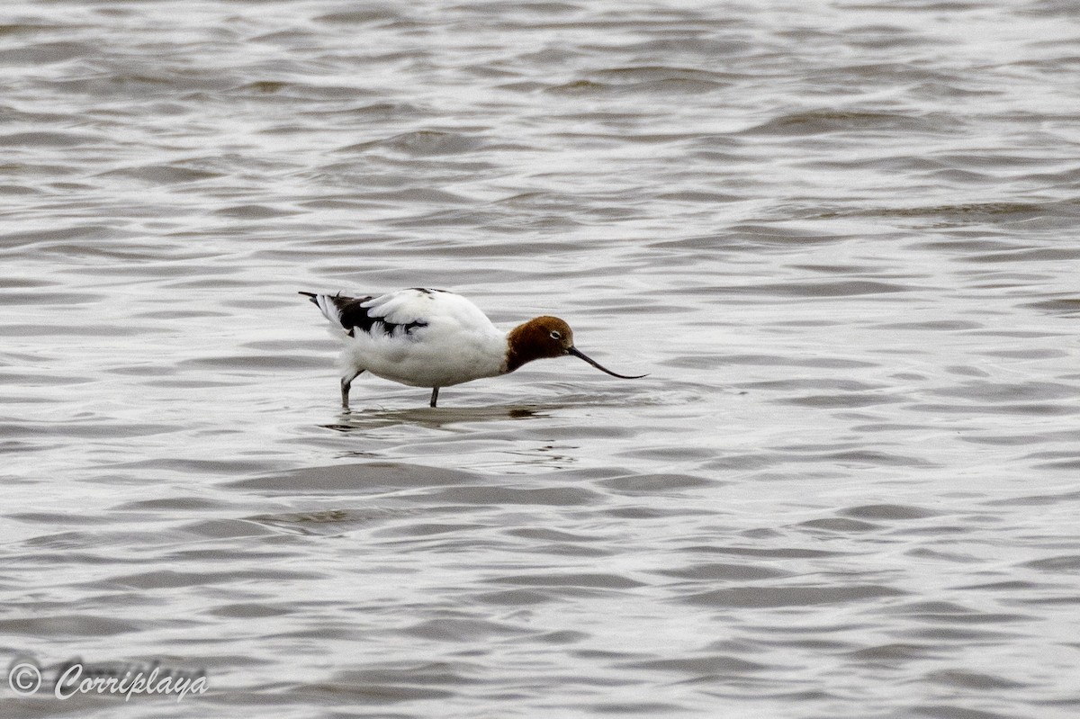 Avocette d'Australie - ML621193608