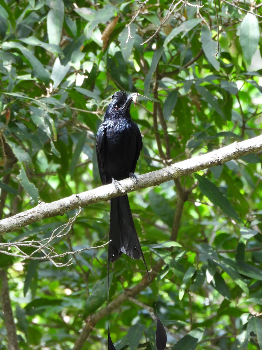 Greater Racket-tailed Drongo - ML621193615