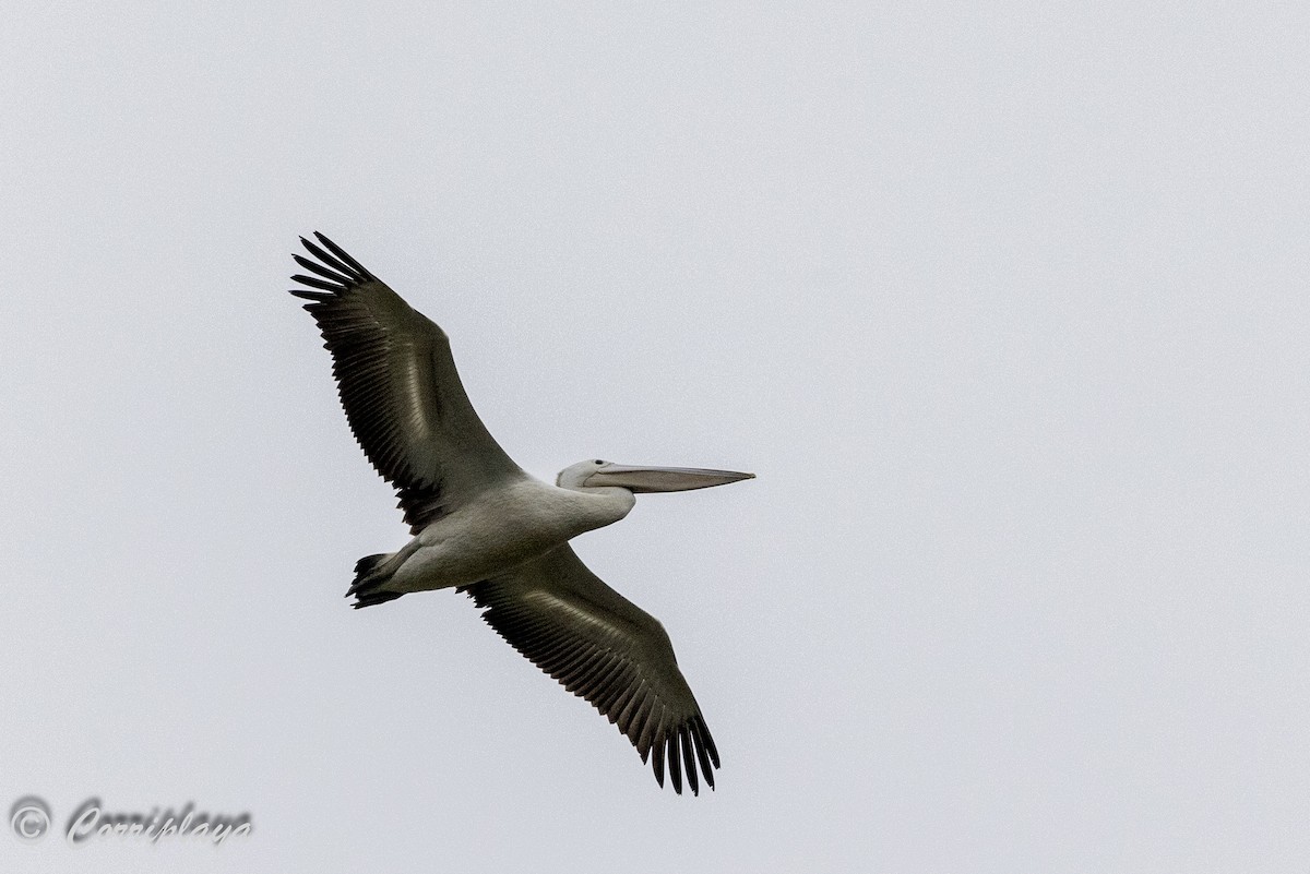 pelikán australský - ML621193625