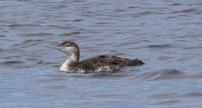 Red-throated Loon - ML621193647