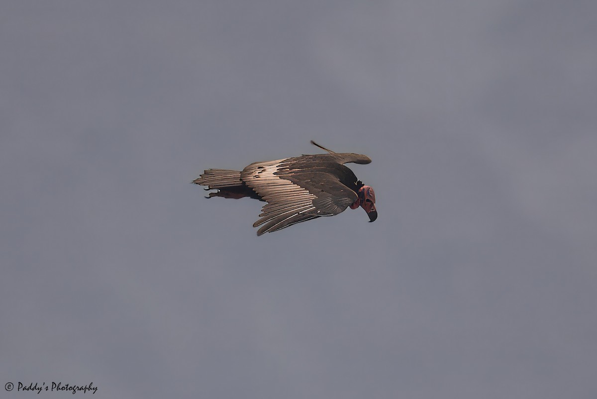 Red-headed Vulture - ML621193667