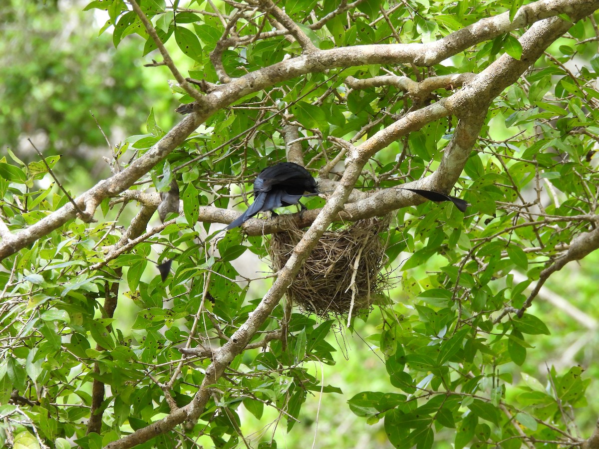 Greater Racket-tailed Drongo - ML621193682