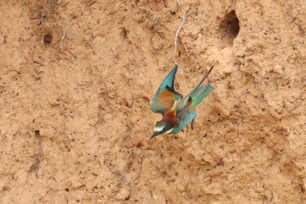 European Bee-eater - ML621193688