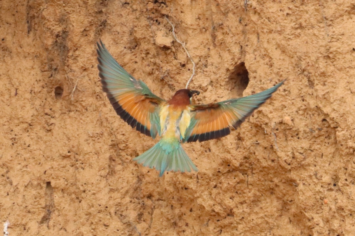 European Bee-eater - ML621193689