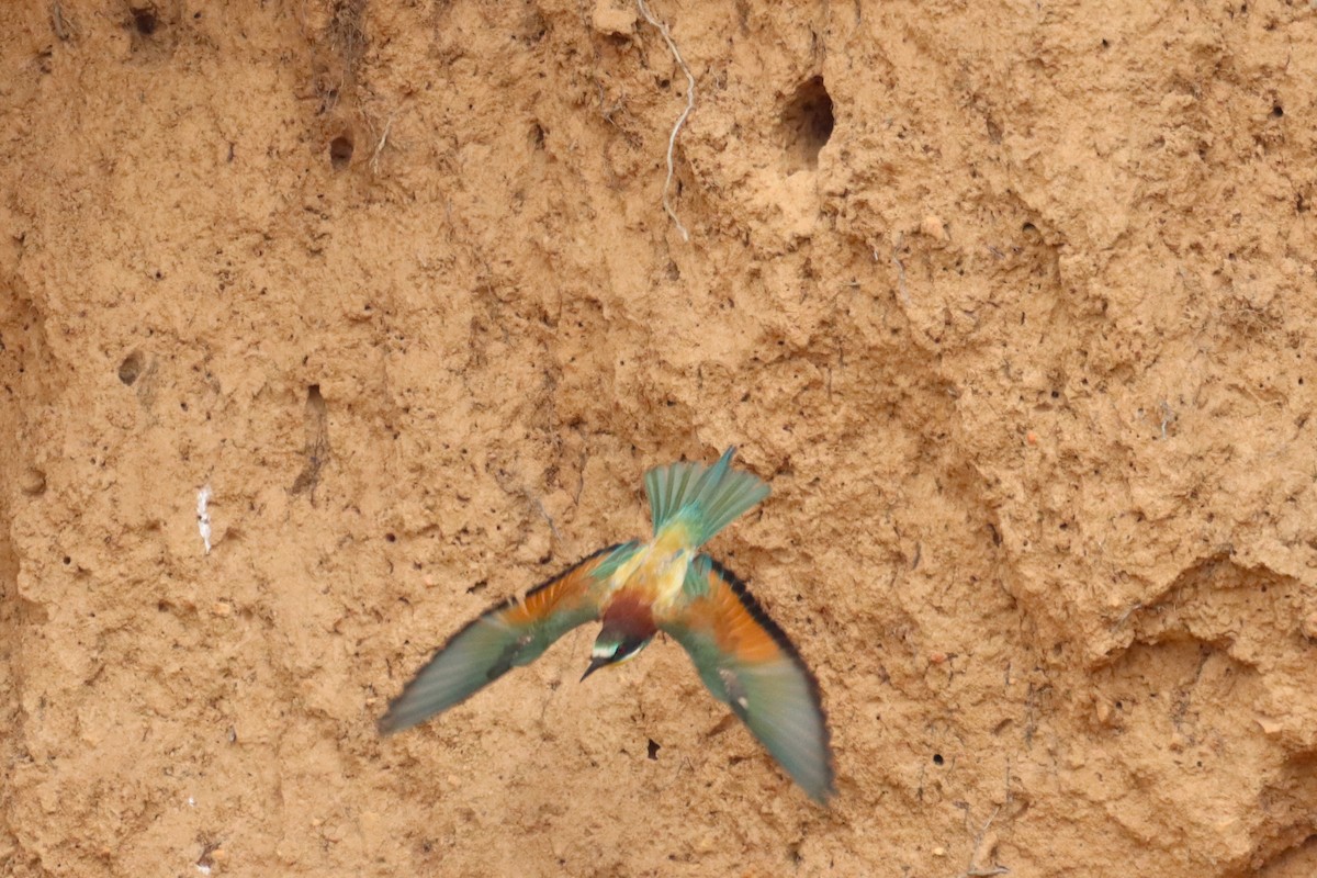 European Bee-eater - ML621193690