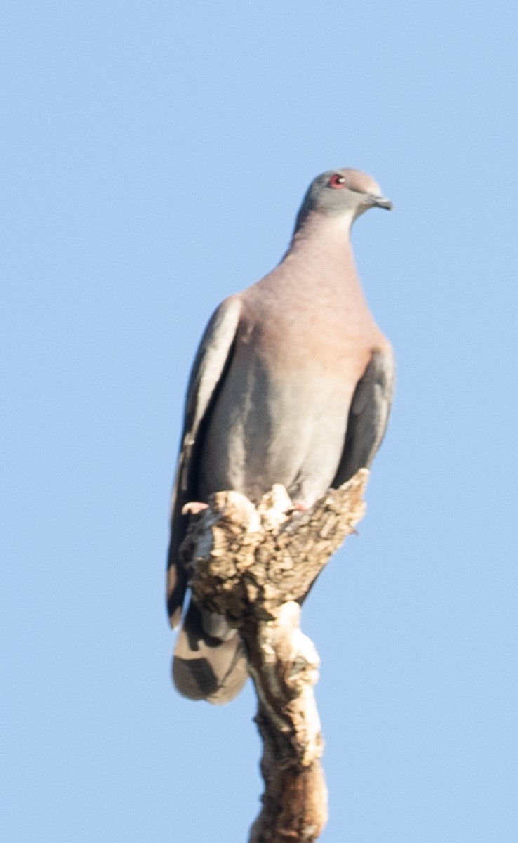 Pale-vented Pigeon - ML621193733