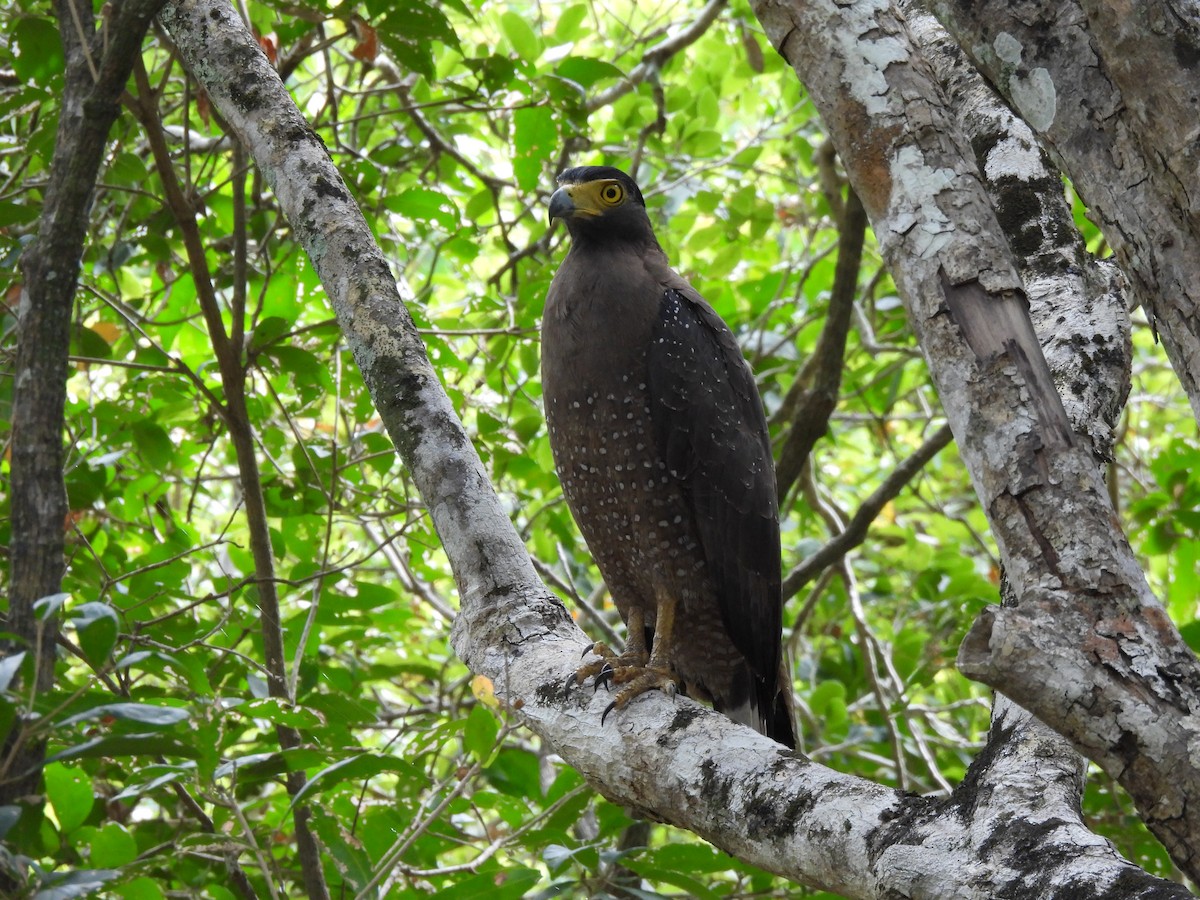 Crested Serpent-Eagle - ML621193775