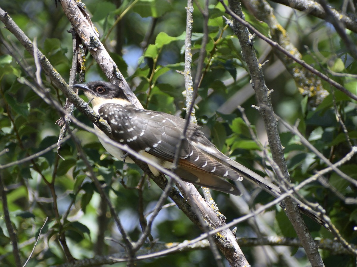 Great Spotted Cuckoo - ML621193801