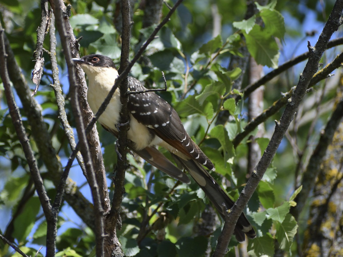 Great Spotted Cuckoo - ML621193802