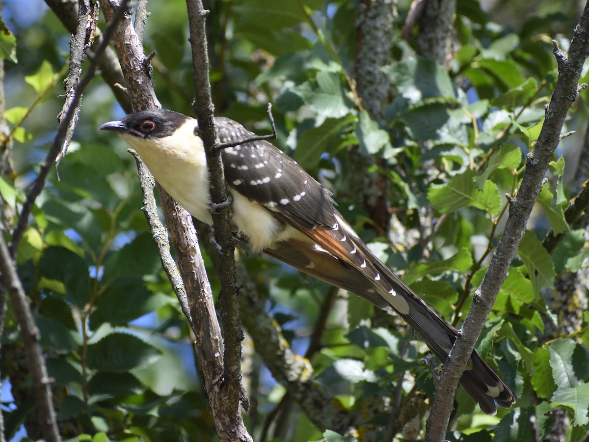 Great Spotted Cuckoo - ML621193803